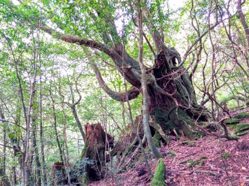 白谷雲水峡１６二代大杉 三本足杉間