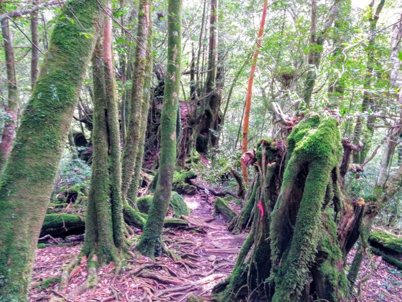 白谷雲水峡１７二代大杉 三本足杉間