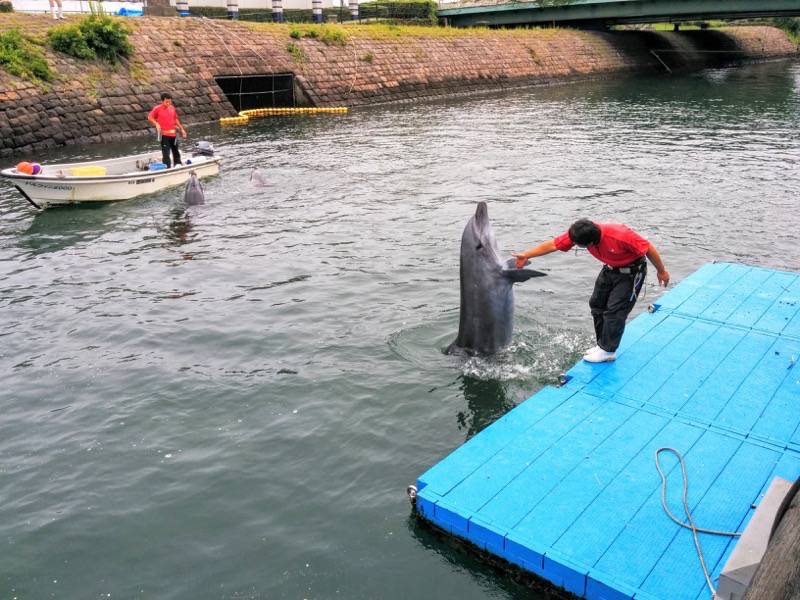 青空イルカウォッチング-握手.jpg 青空イルカウォッチング 握手