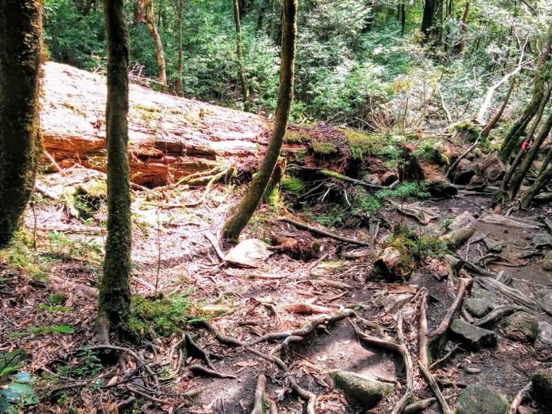 白谷雲水峡１９二代大杉 三本足杉間土埋木