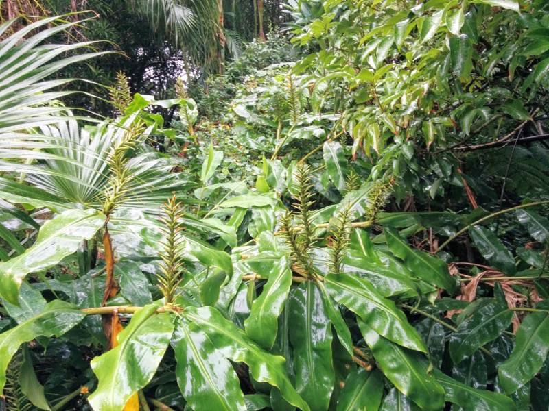 屋久島フルーツガーデン 植物案内１２