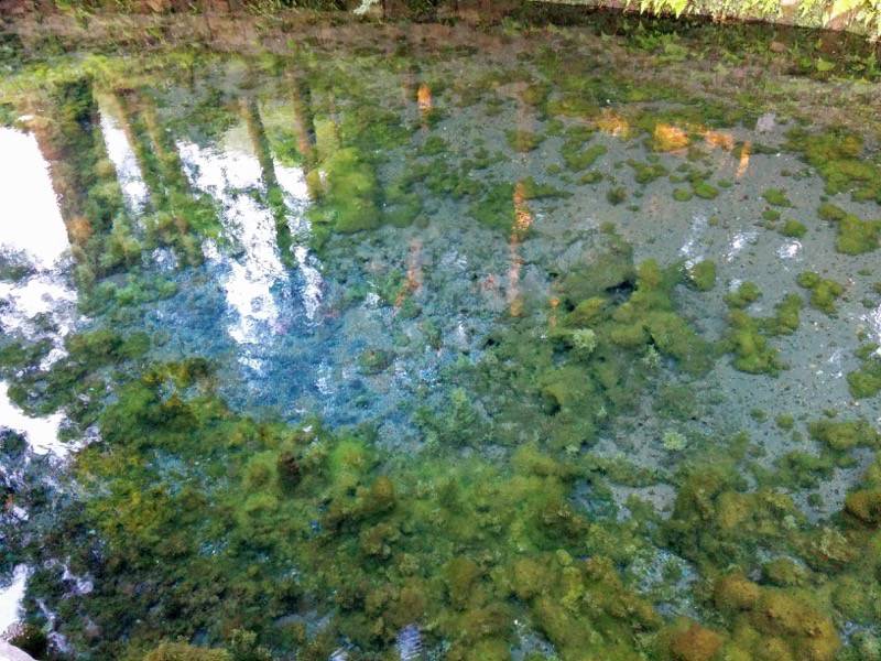 白川水源 湧水場所１