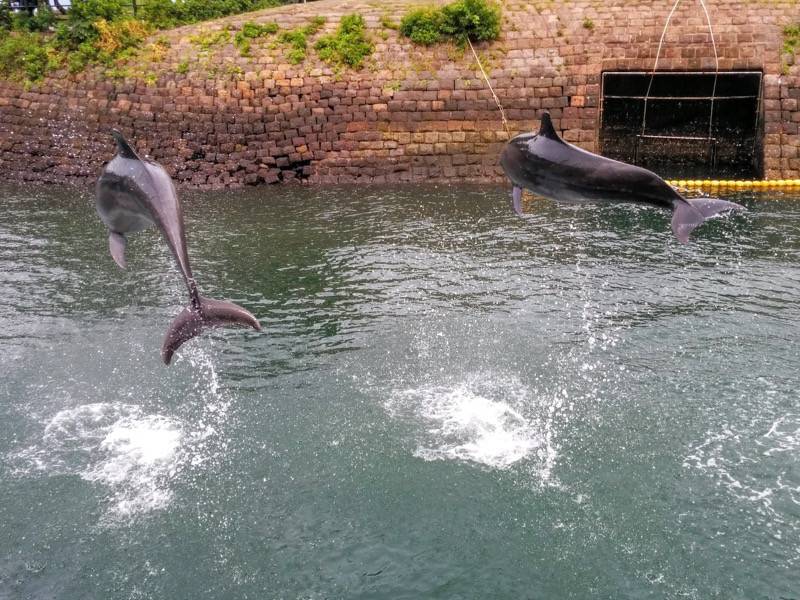 青空イルカウォッチング-ジャンプ13.jpg 青空イルカウォッチング ジャンプ13