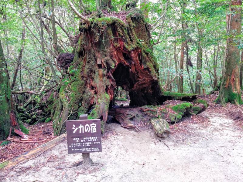 白谷雲水峡55シカの宿.jpg 白谷雲水峡55シカの宿