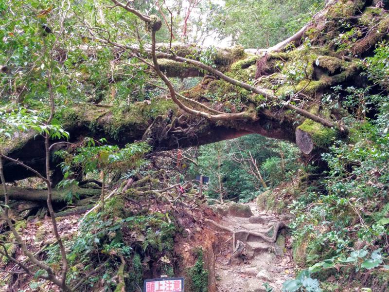 白谷雲水峡74苔むす森〜武家杉・公家杉間.jpg 白谷雲水峡74苔むす森 武家杉 公家杉間