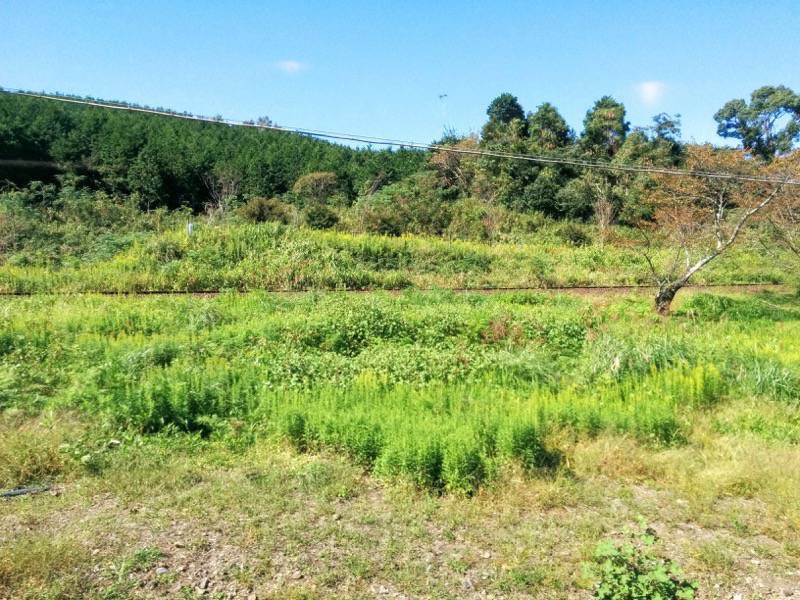 いさぶろう・しんぺい-大畑〜矢岳間1.jpg いさぶろう しんぺい 大畑 矢岳間1
