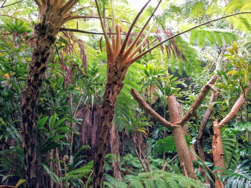 屋久島フルーツガーデン 植物案内２