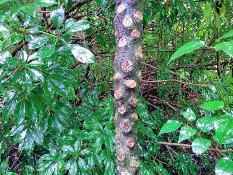 屋久島フルーツガーデン 植物案内８