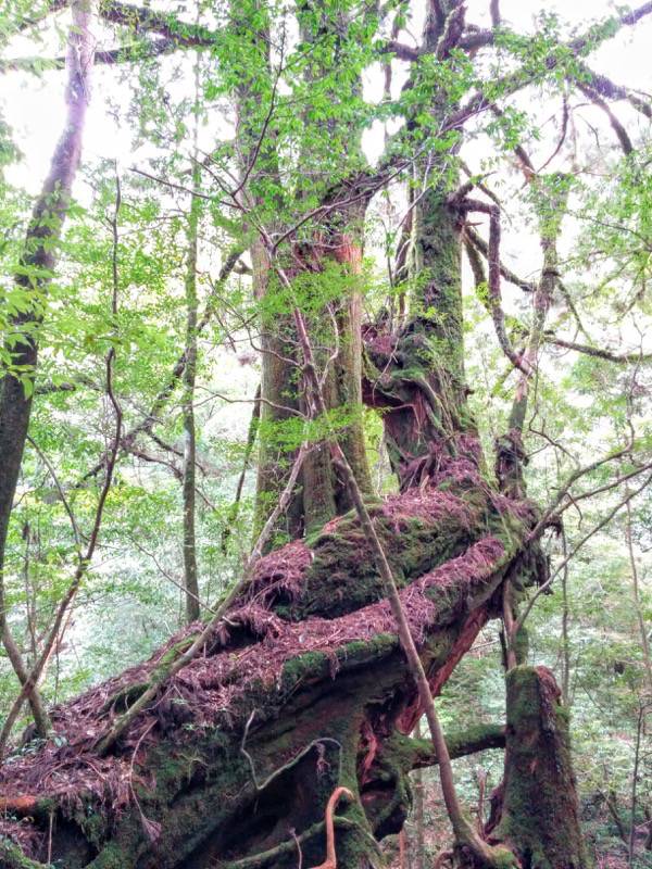 白谷雲水峡３０三本槍杉
