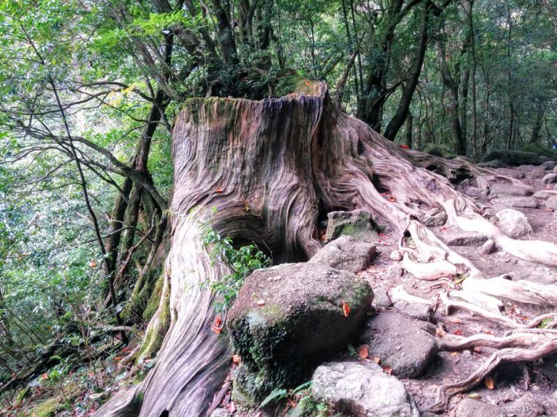 白谷雲水峡１０６くぐり杉 さつき吊橋間