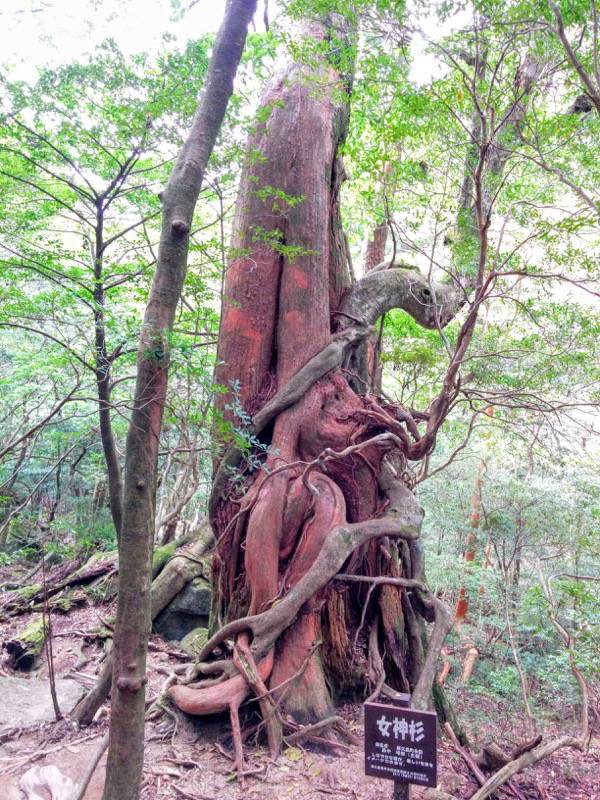 白谷雲水峡１０３女神杉