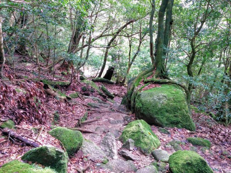 白谷雲水峡８さつき吊橋 二代大杉間