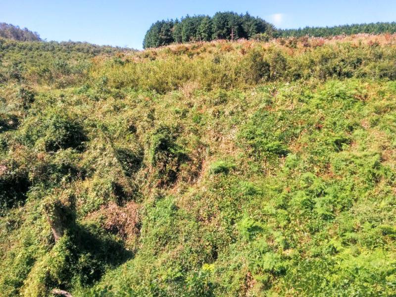 いさぶろう しんぺい 人吉 大畑間２