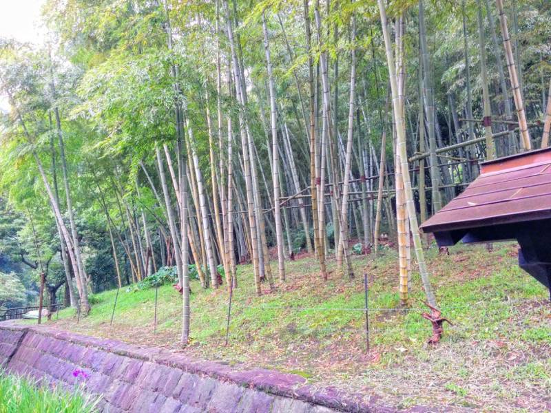 仙巌園-江南竹林.jpg 仙巌園 江南竹林