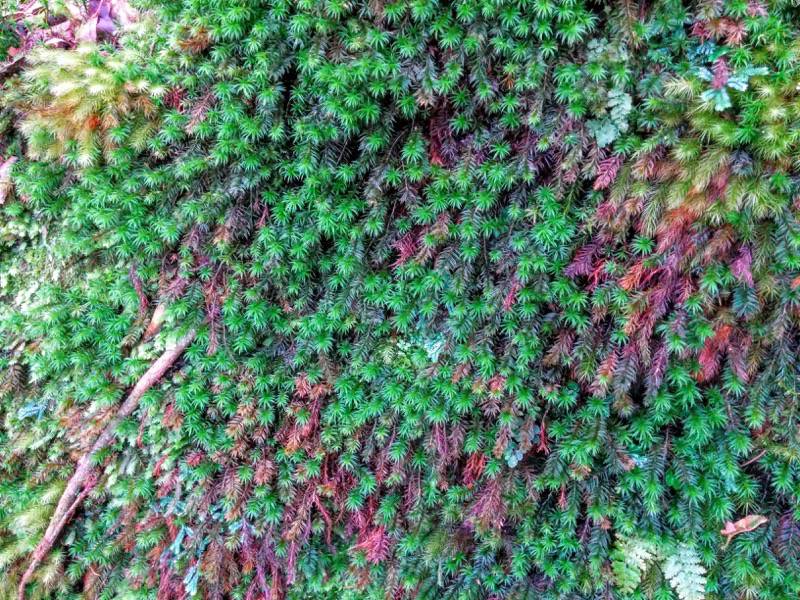 白谷雲水峡１０９くぐり杉 さつき吊橋間