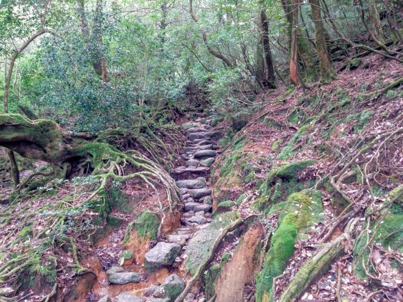 白谷雲水峡73苔むす森〜武家杉・公家杉間.jpg 白谷雲水峡73苔むす森 武家杉 公家杉間
