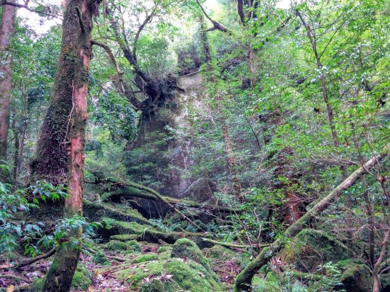 白谷雲水峡79武家杉・公家杉〜辻峠間.jpg 白谷雲水峡79武家杉 公家杉 辻峠間