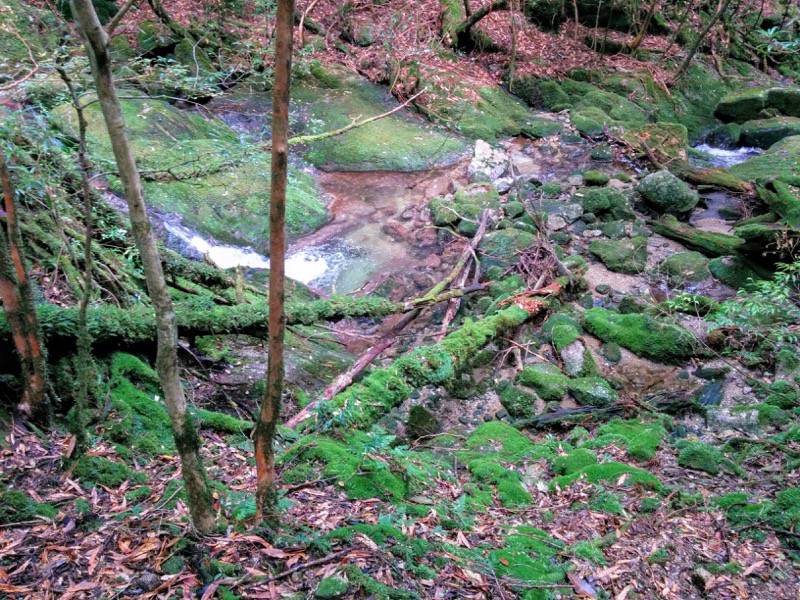 白谷雲水峡３２三本槍杉 奉行杉間