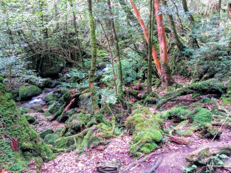 白谷雲水峡２１二代大杉 三本足杉間