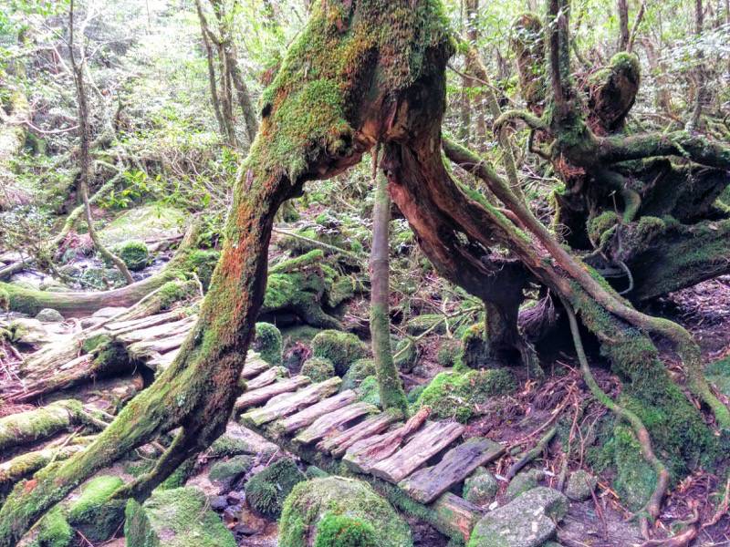 白谷雲水峡４６奉行杉 二代くぐり杉間