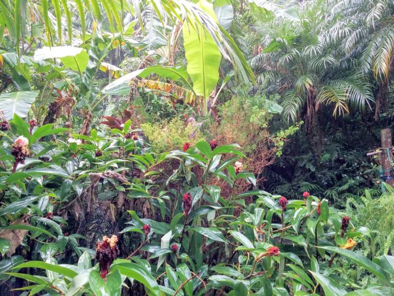 屋久島フルーツガーデン 植物案内１１