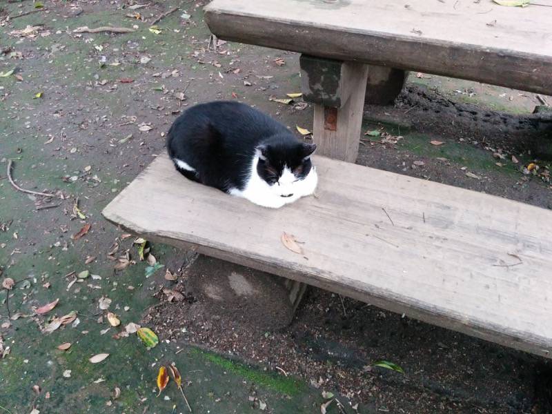 城山自然遊歩道26.jpg 城山自然遊歩道26