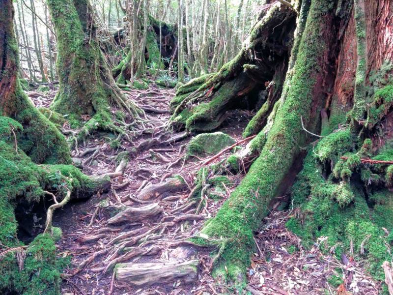 白谷雲水峡４４奉行杉 二代くぐり杉間