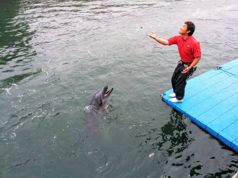 青空イルカウォッチング-えさ投げ.jpg 青空イルカウォッチング えさ投げ