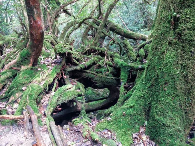 白谷雲水峡67苔むす森〜武家杉・公家杉間.jpg 白谷雲水峡67苔むす森 武家杉 公家杉間