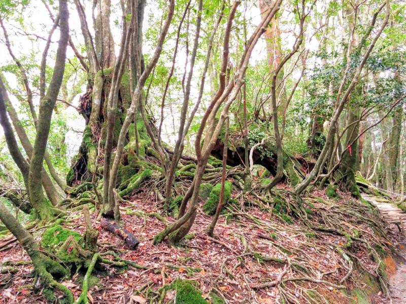 白谷雲水峡54くぐり杉〜シカの宿間.jpg 白谷雲水峡54くぐり杉 シカの宿間
