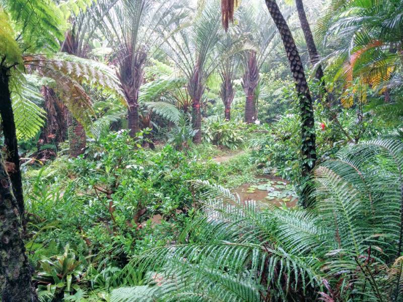 屋久島フルーツガーデン 植物案内６