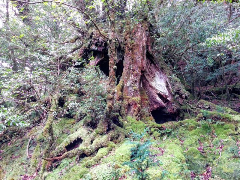 白谷雲水峡71苔むす森〜武家杉・公家杉間.jpg 白谷雲水峡71苔むす森 武家杉 公家杉間