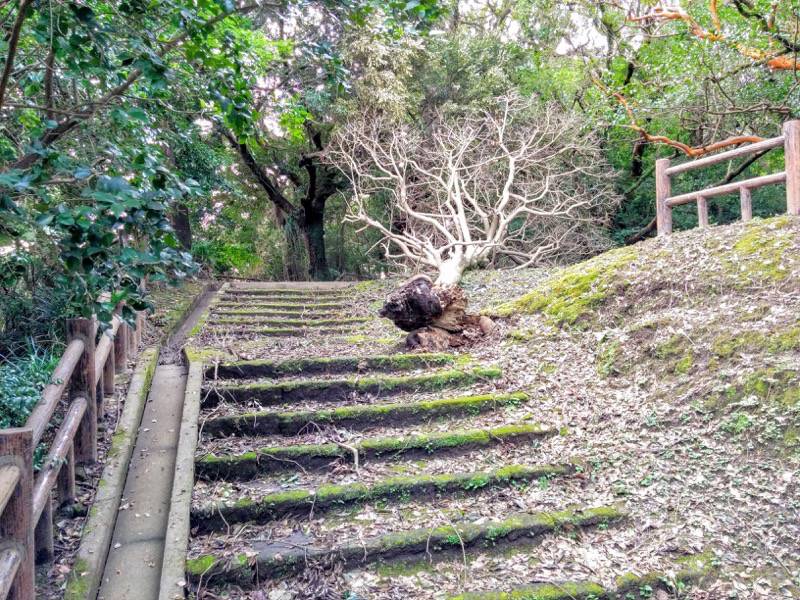 東福寺城跡6.jpg 東福寺城跡6