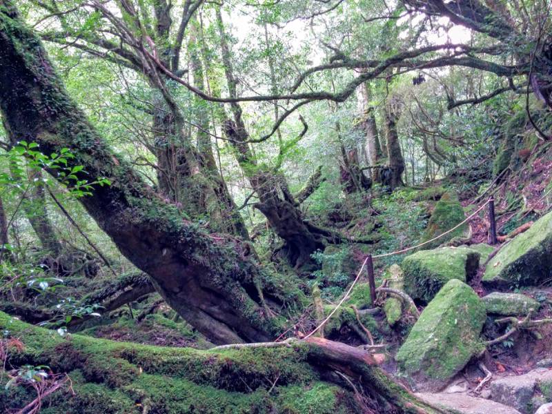 白谷雲水峡69苔むす森〜武家杉・公家杉間.jpg 白谷雲水峡69苔むす森 武家杉 公家杉間