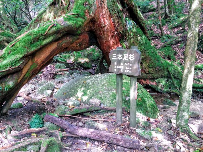 白谷雲水峡２３三本足杉１