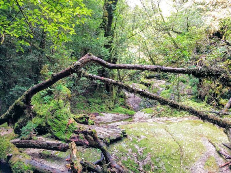 白谷雲水峡４２奉行杉 二代くぐり杉間