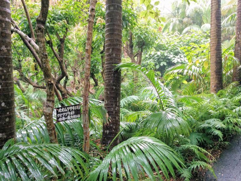 屋久島フルーツガーデン 果実庵へ３