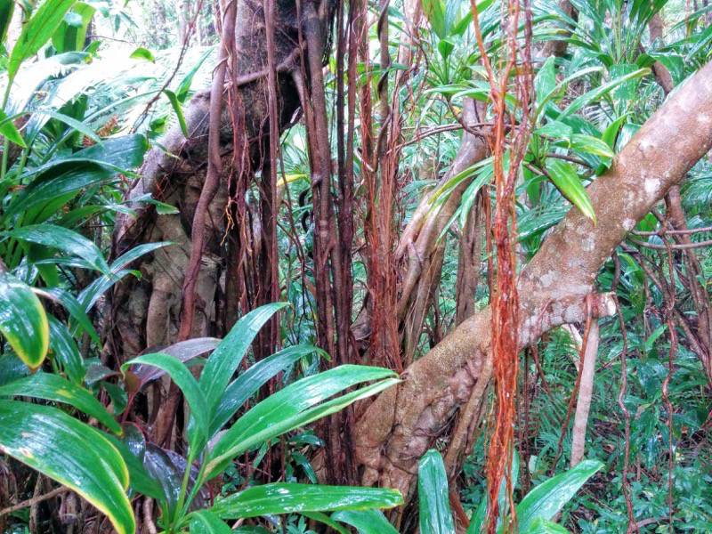 屋久島フルーツガーデン 植物案内１６