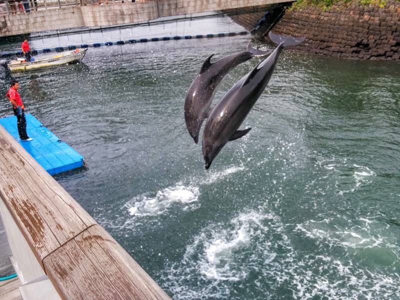 青空イルカウォッチング-ジャンプ14.jpg 青空イルカウォッチング ジャンプ14