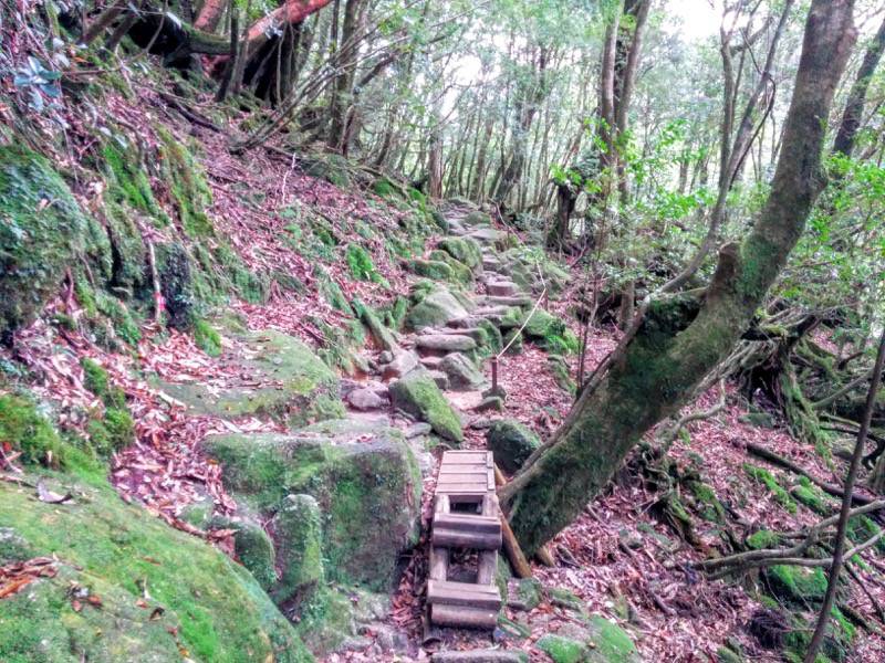 白谷雲水峡１０７くぐり杉 さつき吊橋間