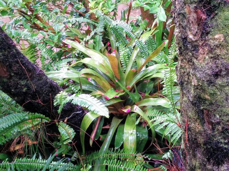 屋久島フルーツガーデン 植物案内４