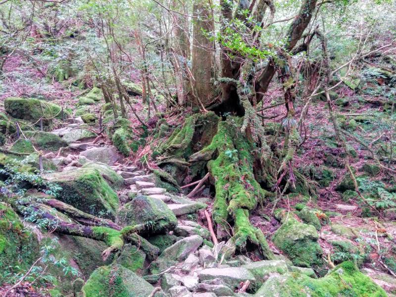 白谷雲水峡61七本杉〜苔むす森間.jpg 白谷雲水峡61七本杉 苔むす森間