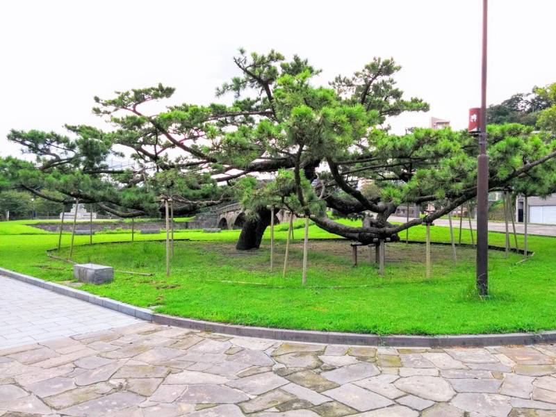 祇園之洲公園 松