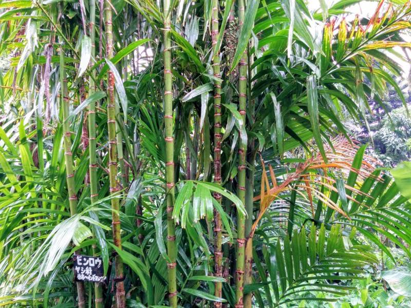 屋久島フルーツガーデン 植物案内９