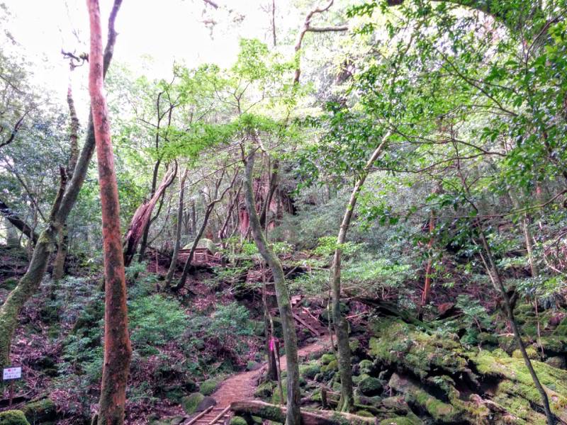 白谷雲水峡１０さつき吊橋 二代大杉間