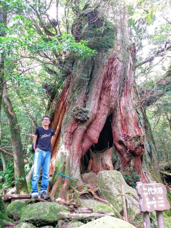 白谷雲水峡１２二代大杉記念写真