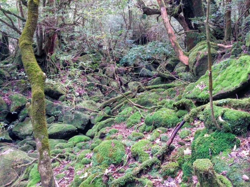 白谷雲水峡68苔むす森〜武家杉・公家杉間.jpg 白谷雲水峡68苔むす森 武家杉 公家杉間