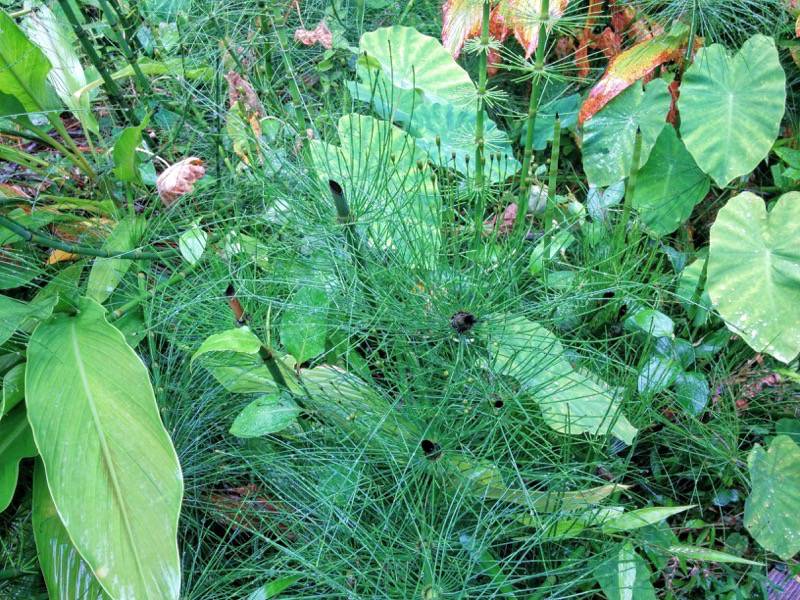 屋久島フルーツガーデン 植物案内１５