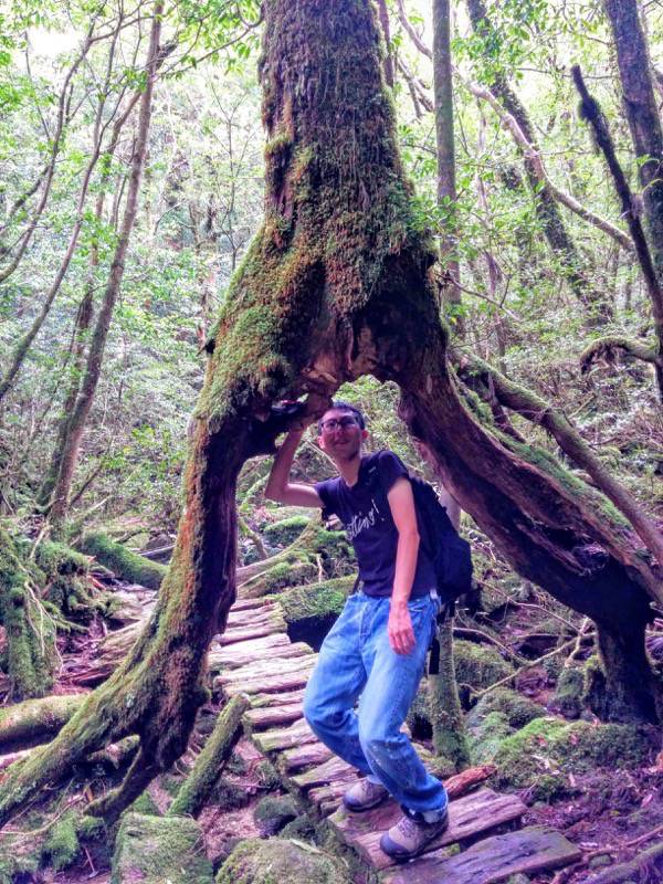 白谷雲水峡４７奉行杉 二代くぐり杉間