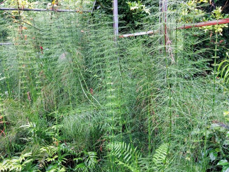 屋久島フルーツガーデン 植物案内１４